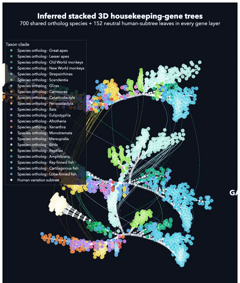 Three stacked evolutionary gene trees with colored species groups and curved connections between layers